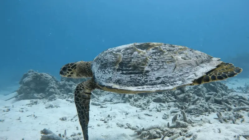 Giant Sea Trutle in the Maldives