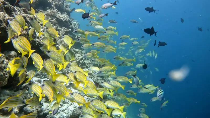 Fish and Other `Marine Life in the Maldives