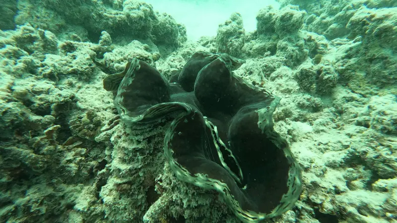 Plankton Reserves in the Maldives