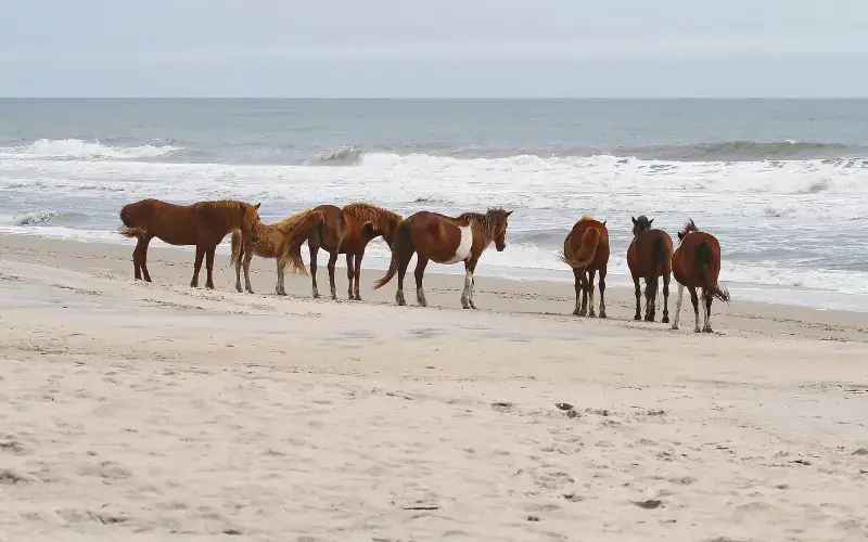 Assateague Island, Maryland