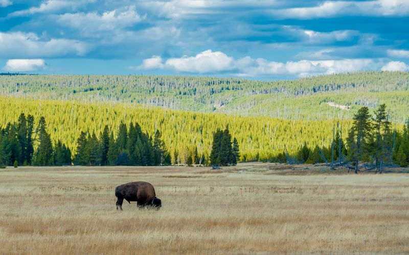  Grand Canyon of Yellowstone, Wyoming